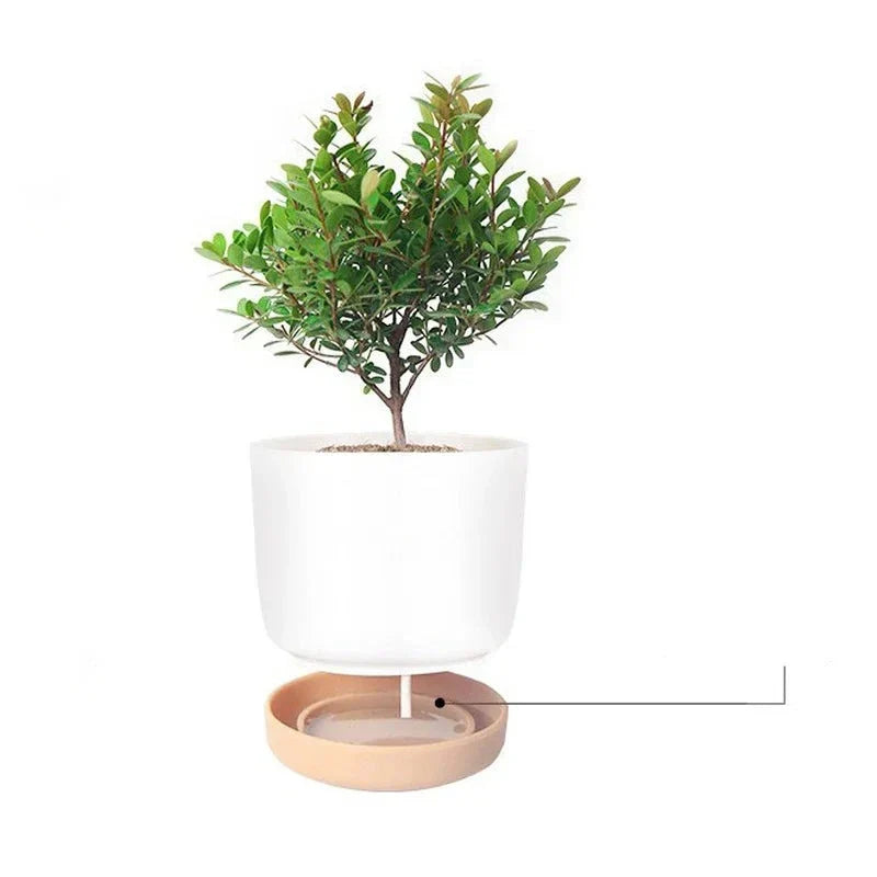 Vaso de Plantas Suculentas