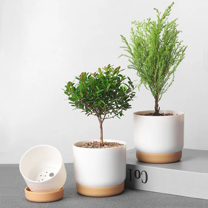 Vaso de Plantas Suculentas